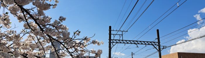 真間川の桜と京成線が楽しめる季節です