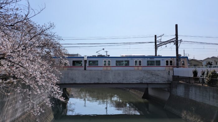 真間川と京成と桜と新型